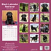 Black Lab Calendar